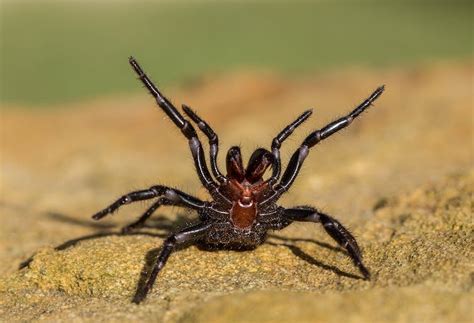 Scientists Now Know How Male Funnel Web Spiders Became So Dangerous