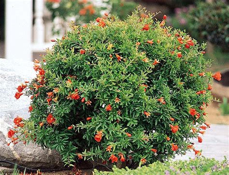 Dwarf Pomegranate Shrubs Flowering Shrubs Plants Front Yard Plants