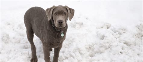 Even as silver lab puppies, they are noticeable for their striking gray coats that can come in a couple of different shades. Silver Labrador Retriever Puppies For Sale | Greenfield ...