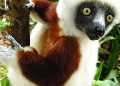 Best Time To Visit Madagascar Climate Guide Audley Travel