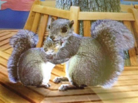 Save The Squirrel Wonder Pets Wiki Fandom Powered By Wikia