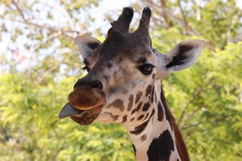 Giraffe Tongue Facts 10 Things To Know About Natures Weirdest Tongue