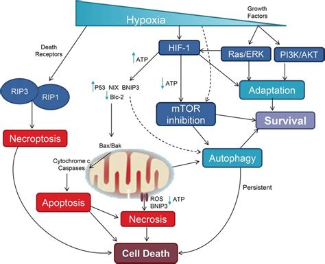 Hypoxic Cell Death And Cell Survival Pathways An Overview Of Different
