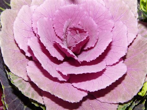 Purple Cabbage Rose Purple Cabbage Cabbage Roses Nature Photography