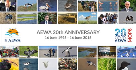 Celebrating 20 Years Of Flyway Conservation In Action Aewa