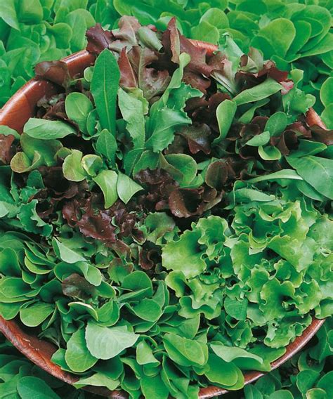 How To Grow Lettuce In Pots Expert Tips For Quick And Easy Tasty