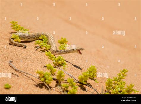 Peringueys Adder Bitis Peringueyi Small Venomous Viper From Namib