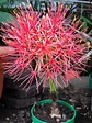 Bola de fuego💞 Scadoxus multiflorus | Plumeria, Plants