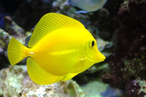 Yellow Tang Fish A Photo On Flickriver