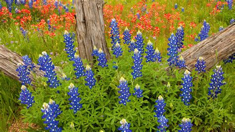 Free Download Bluebonnet Hd Wallpaper 1920x1080 For Your