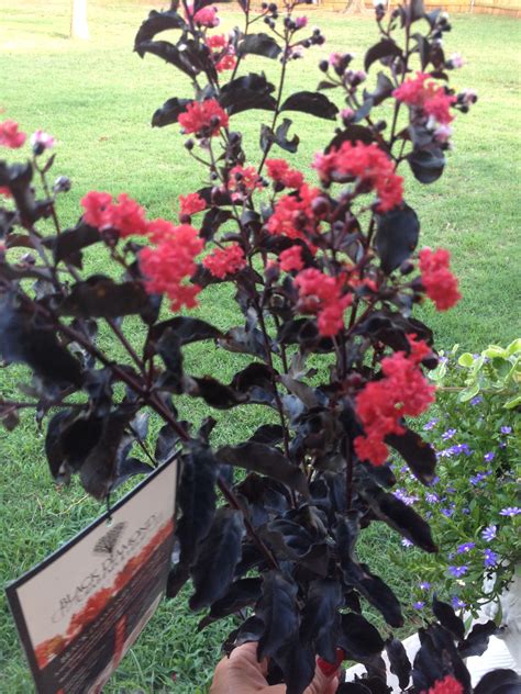 Oct 11, 2017 · fantastic fall flowers: Black Diamond Red Hot Crepe Myrtle | Garden yard ideas ...