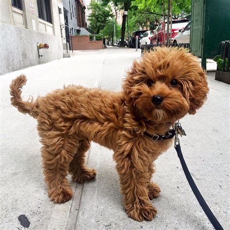 First bred in 1969 between a golden retriever and a miniature poodle, the mini goldendoodle was originally bred as a hypoallergenic guide dog. Best 25+ Mini goldendoodle puppies ideas on Pinterest ...