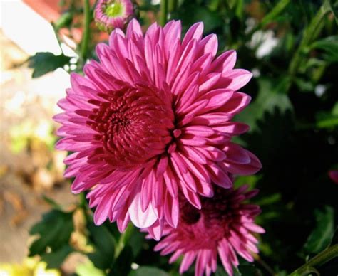 20 Contoh Bunga Yang Harum Super Keren Informasi Seputar Tanaman Hias