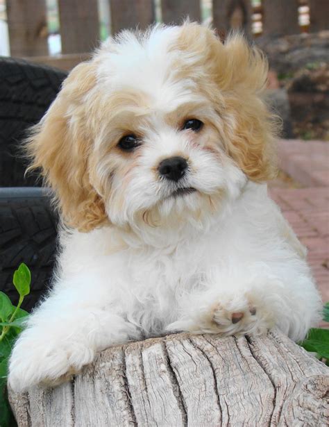 Cavachon Puppieshybrids Non Shedding Cavachon