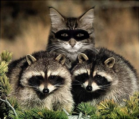 Cat With Raccoons Feline Cat Kitten Raccoon Animal Sweet Hd
