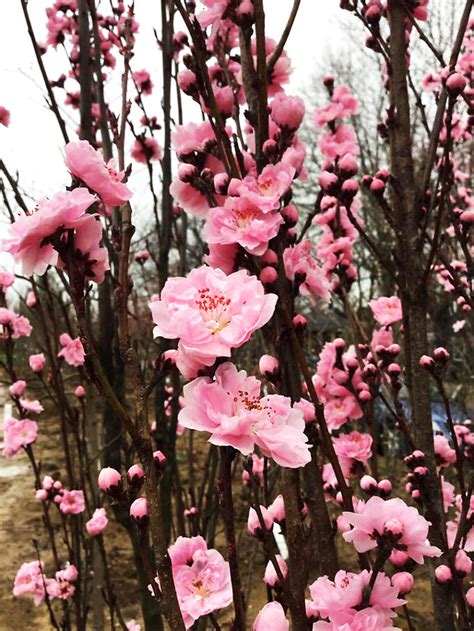Corinthian Rose Flowering Peach Tree For Sale Online The Tree Center