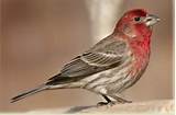 Images of Red Headed Sparrow House Finch