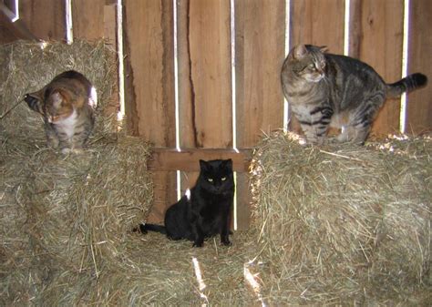 Barn Cats Available And In Immediate Need Of Outbuilding