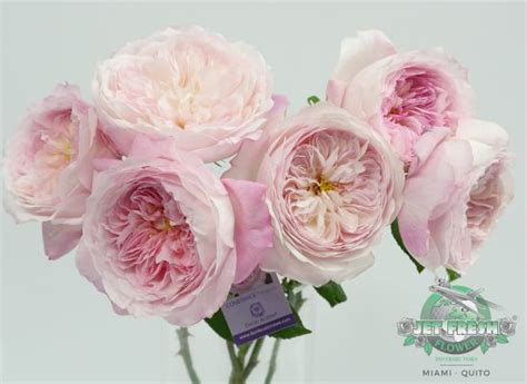 Alexandra Farms Second Annual Garden Rose Design Contest