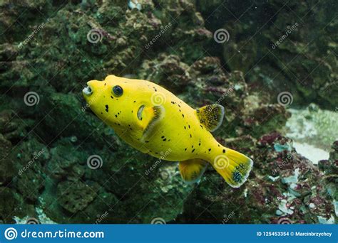 Lemon Arothron Yellow Fish Stock Photo Image Of Animal