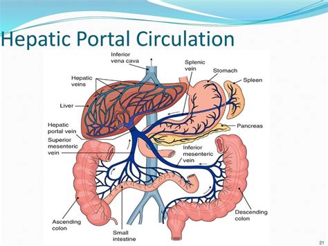 Aandp Hepatic Portal Circulation Diagram Quizlet