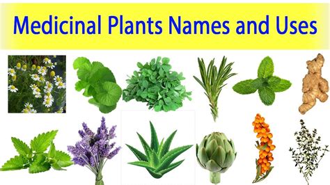 Jul 17, 2018 · climbers have a very thin, long and weak stem which cannot stand upright, but they can use external support to grow vertically and carry their weight. Medicinal Plants And Their Uses Ayurveda Plants Names ...