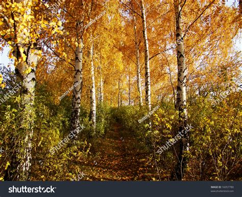 Autumn Birch Forest Stock Photo 16057780 Shutterstock