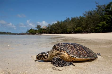 they don t call us turtle island for nothing beautiful hawksbill turtles are raised and