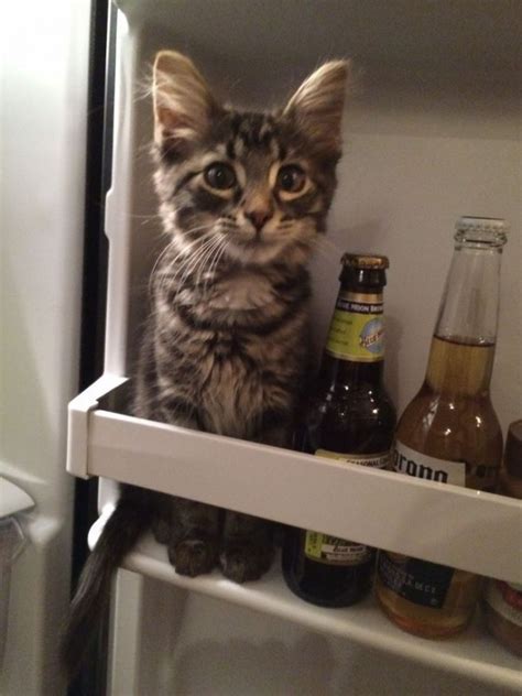 Le chat qui se prend pour une bouteille de bière : trop drôle - Lol ...