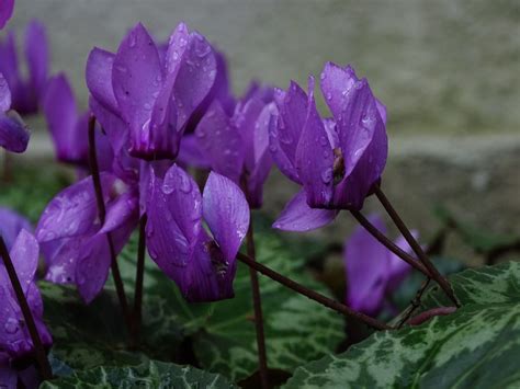 Flores De Sombra