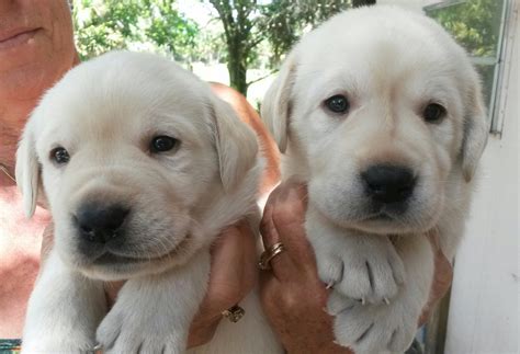 Labrador Retriever Puppies For Sale Stuart Fl 218875