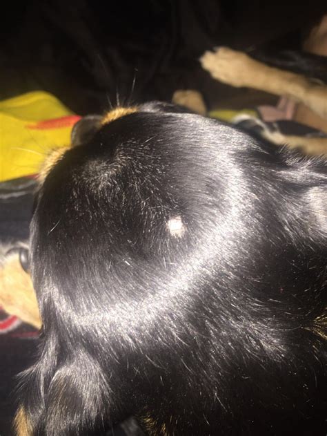 My Dog Has A Pea Size Hard Bump On Her Head Thats The Only Part That
