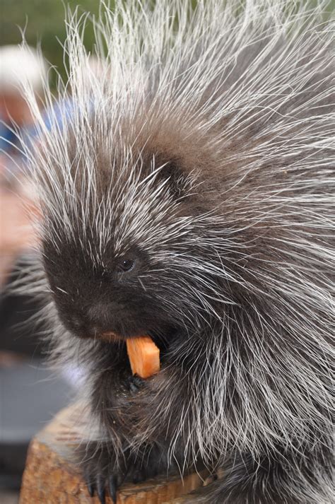 Pepper Our Porcupine Eating Some Yummy Food Cute Animal Pictures