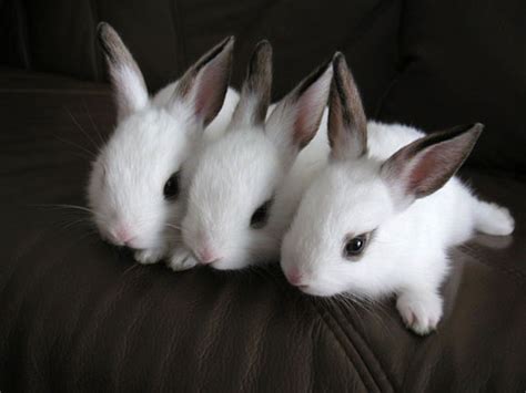 20 Cute Bunny Pictures Amazing Creatures