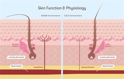 Skin Function And Physiology Light Skin Science