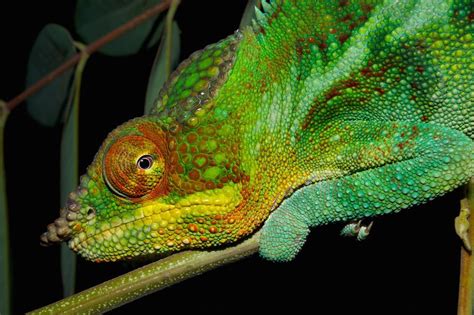 Photos How Chameleons Change Color Live Science