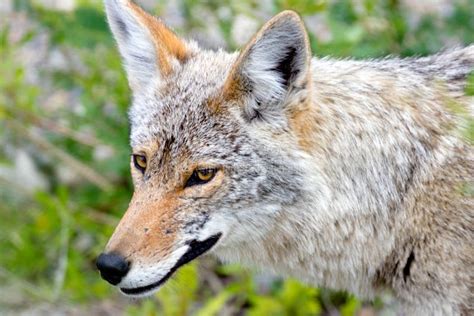 Coyote Yukon Territories Canada Stock Image Image Of Life