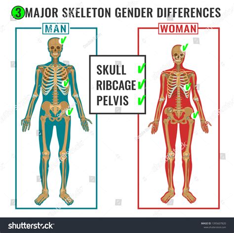 Skeleton Differences Poster Male Comparison Female 库存插图 1395607820