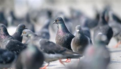 Grace norquist how you know it hurts? How to Tell if Pigeons Are Male or Female | Animals - mom.me