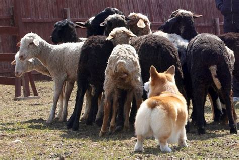 Flynn, an akc corgi, passes his herding instinct exam, nov 2016 some people think corgis are slow and cuddly but they actually. 6 Cool Facts About Corgis