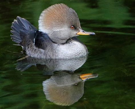 Female Hooded Merganser Duck At Local Retention Pond In Tampa © Anthony