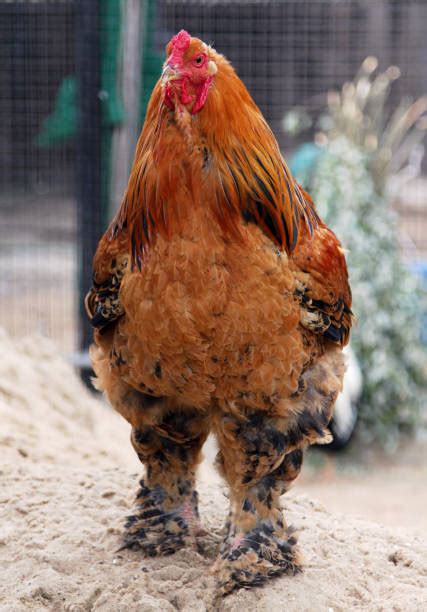 Best Angry Rooster Stock Photos Pictures And Royalty Free Images Istock