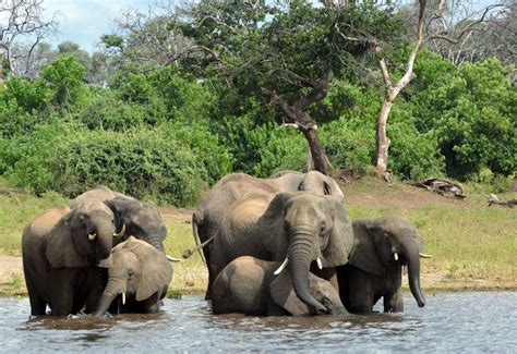 Nearly 90 Elephants Killed For Tusks Near Botswana Wildlife Sanctuary
