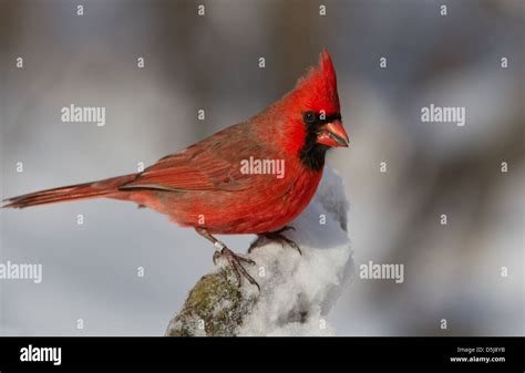 Male Northern Cardinal In Snow Stock Photo Alamy
