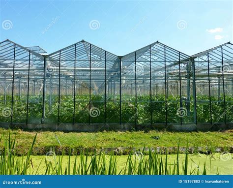 Greenhouse Stock Image Image Of Agriculture Flora Glasshouse 15197883