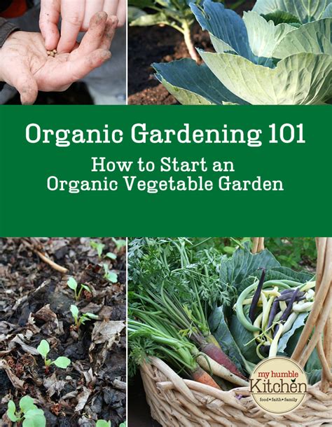 Organic Vegetable Gardening 101 How To Start An Organic Vegetable
