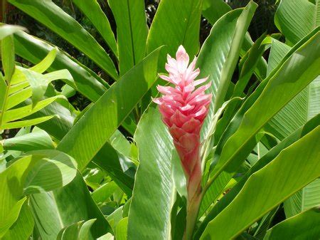 Hand drawn red button ginger. Growing Ginger