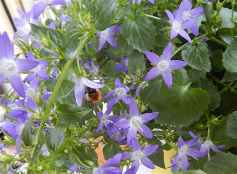 Check spelling or type a new query. Hängepolster-Glockenblume (Campanula poscharskyana)
