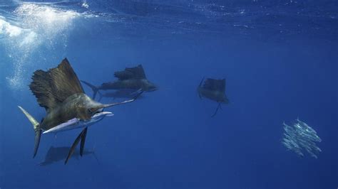 Sailfish Trip Report 2017 Hunting Action Underwater Marine Fish
