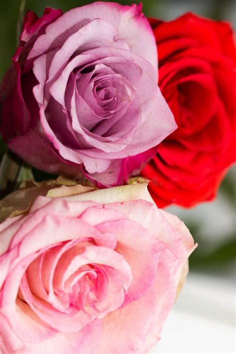 Pink And Red Roses As Background Stock Photo Image Of Tenderness